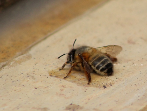 Bee on a windowsill