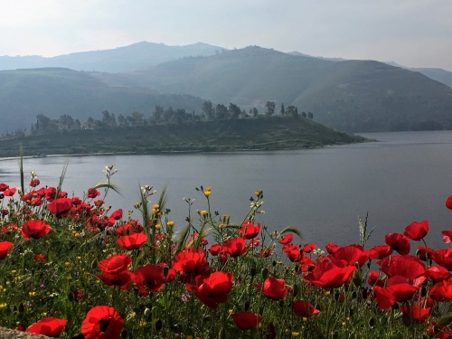 Poppies at the King Talal Reservoir