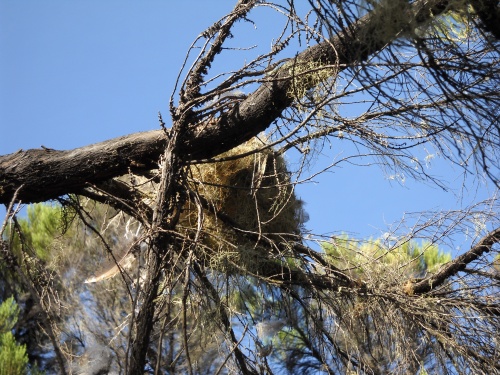 Tree nest