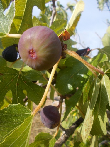 Fig trees!