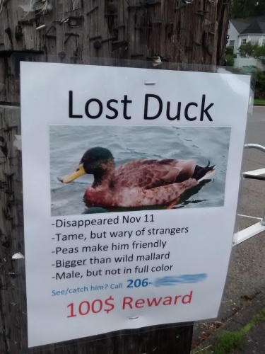 Really? A lost duck?