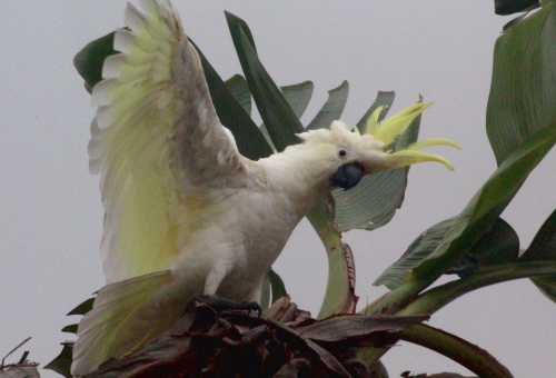 Sulpher-crested Cockatoo