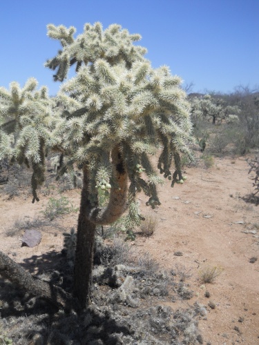 Jumping cholla