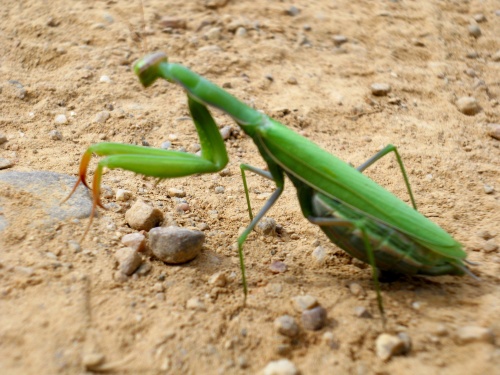 The trail where even a mantis will pray!