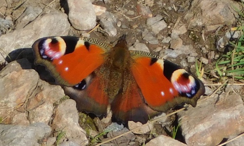 Peacock Butterfly