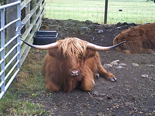 Highland Cow