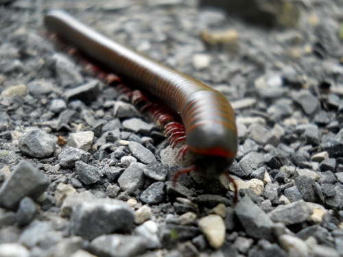 Millipede on the trail!