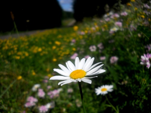 Flowers of the GAP!