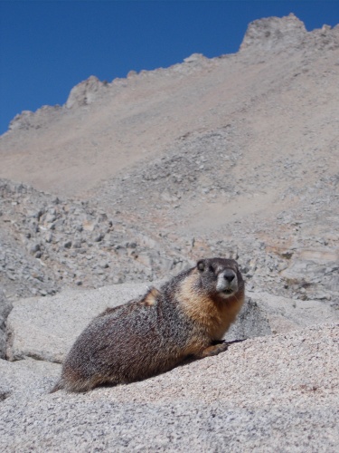 Marmot!