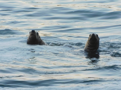 Sea lions!