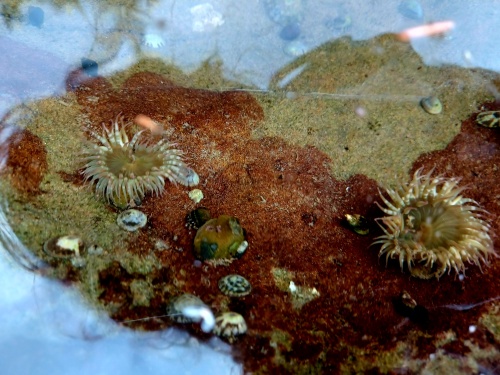 Sea anemones!