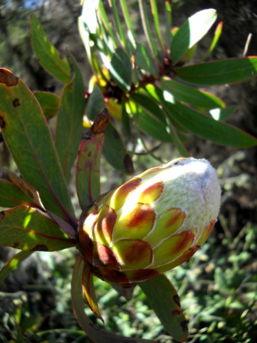 Flowers of Kilimanjaro