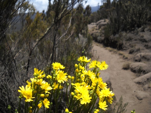 Flowers of Kilimanjaro