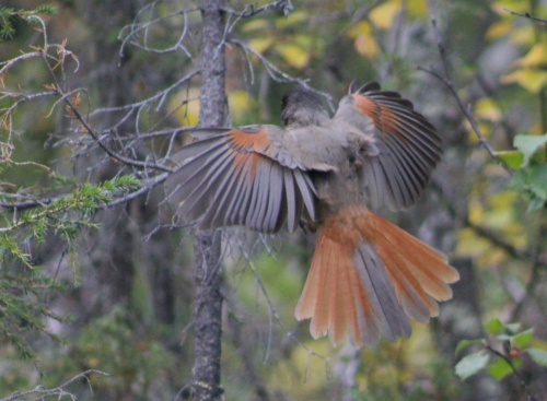 Bird on the trail!