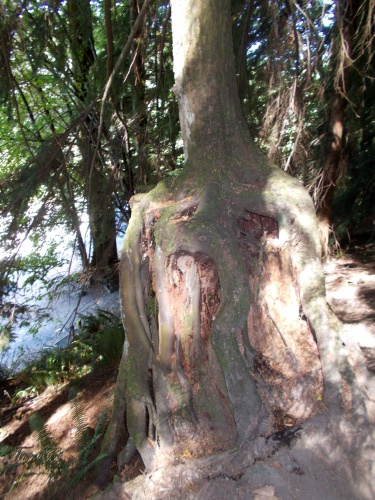 Nurse stump