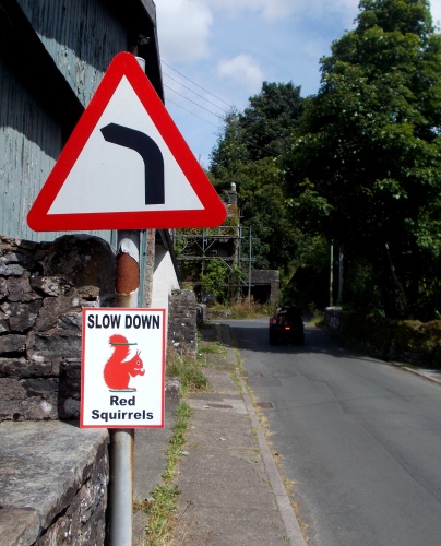 Slow down for red squirrels!