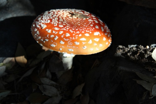 Mushrooms of Seattle