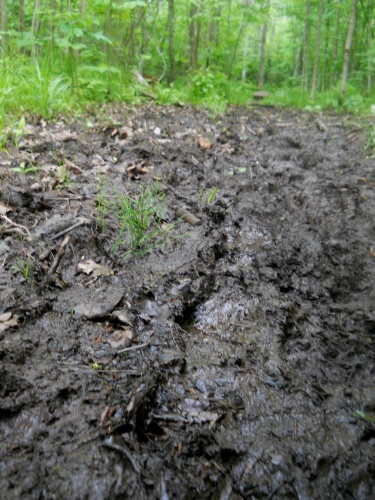 Mud on the trail....