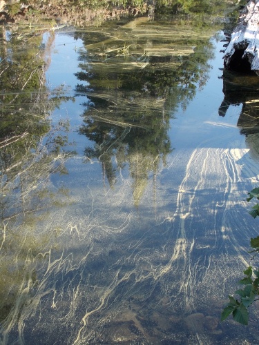 Pollen in Susie Lake