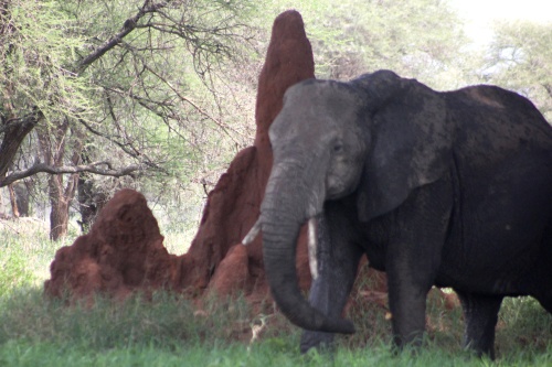 Elephant at termite mound