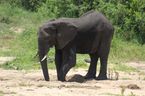 Elephant digging for water