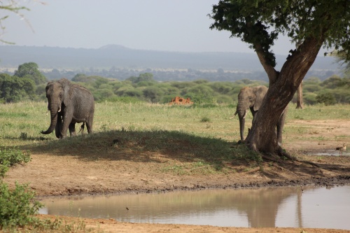 Elephants