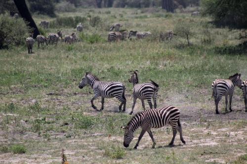 Zebra herd