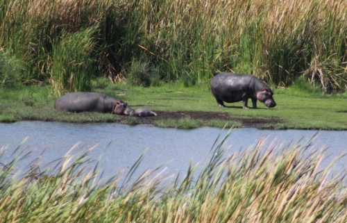 Bloat of hippos