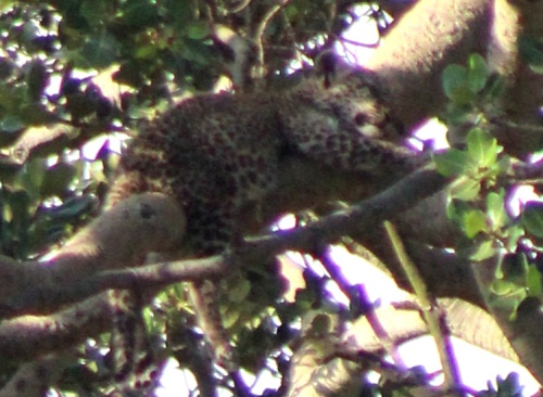 Leopard in a tree