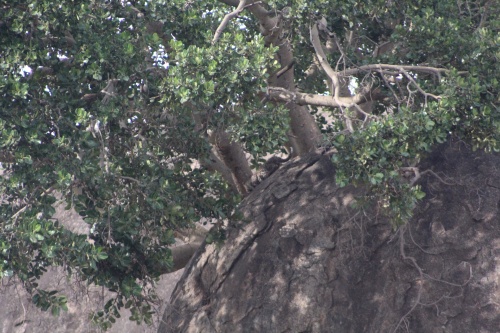 There is a leopard in this photo