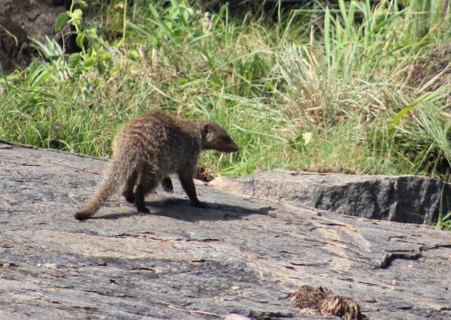 Banded Mongoose