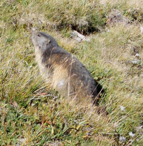 Marmot! Marmot!